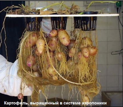 Выращивать картофель в домашних условиях