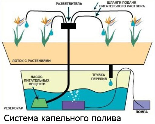 Как сделать свою гидропонную систему Как сделать свою гидропонную систему