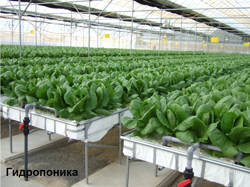 Технологии для выращивания овощей Технологии для выращивания овощей