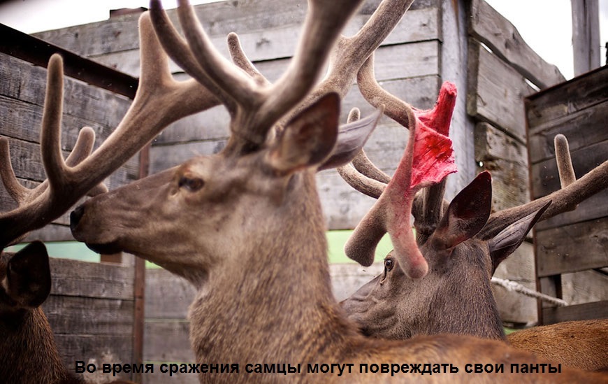 Скачать песню эта панты это панты