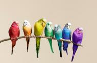 Окраска волнистых попугаев, их мутации.. Животные, растения, с/х