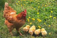 Как появляется яйцо у курицы?. Животные, растения, с/х